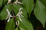 Amur honeysuckle